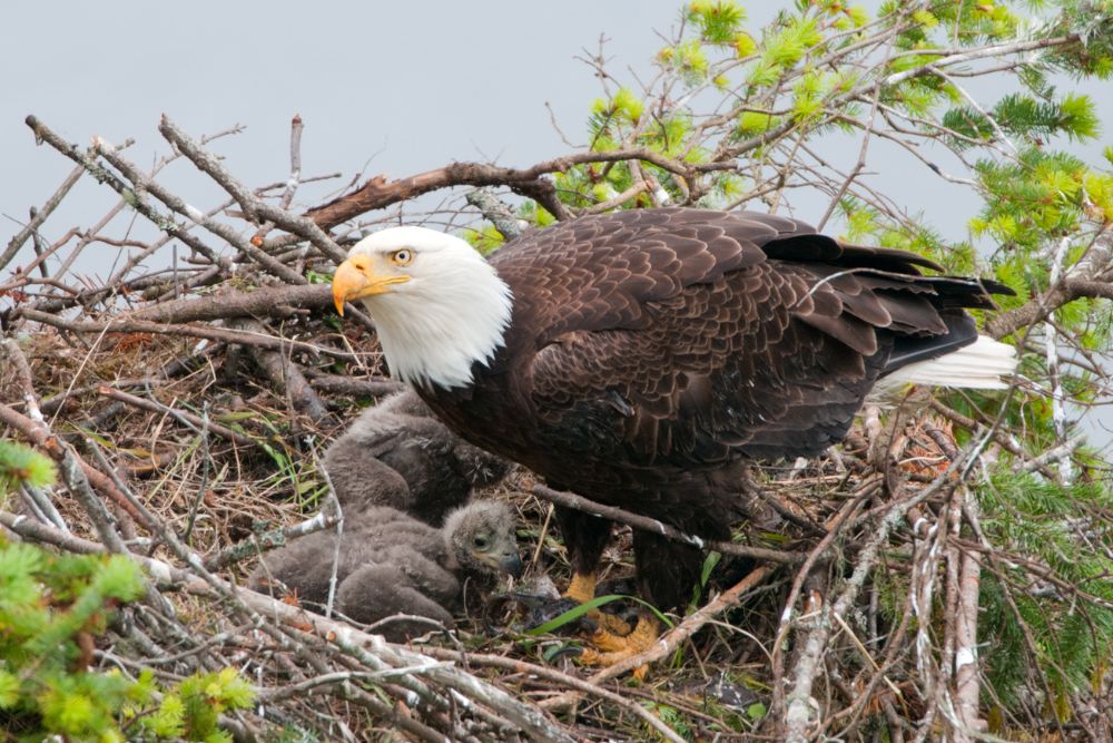 A mother eagle protecting her eaglets