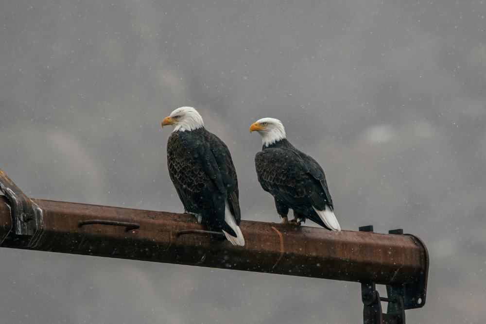 A pair of graceful bald eagles sitting in rain