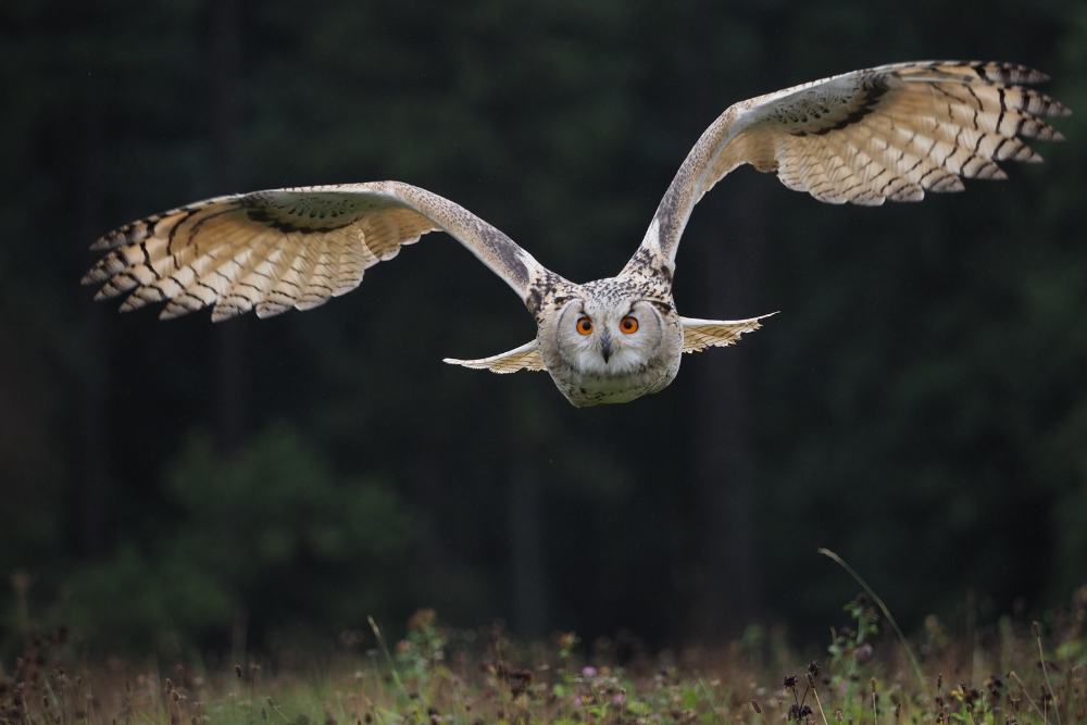 An owl flying low