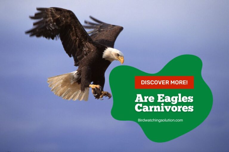 Unveiling the Truth: Are Eagles Carnivores