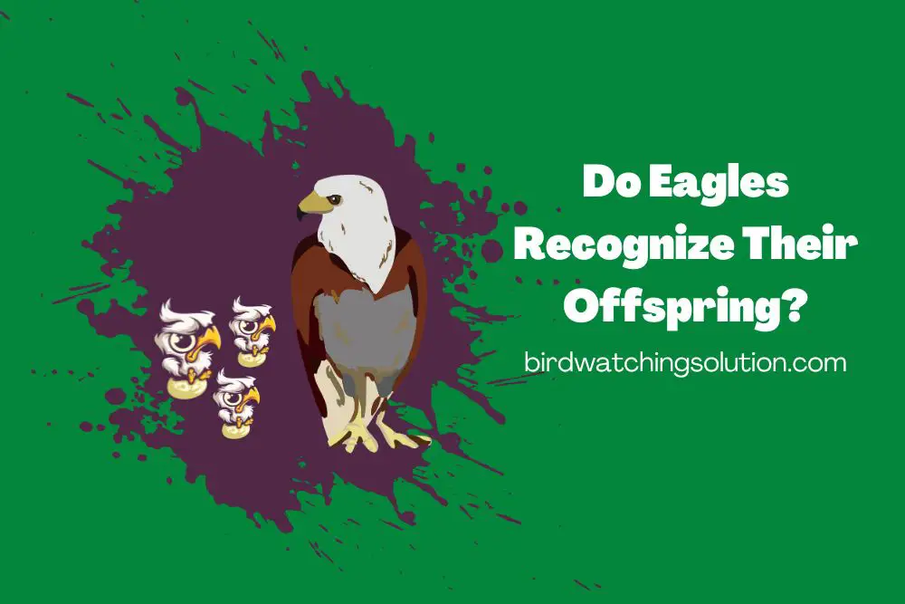 Do Eagles Recognize Their Offspring (2)