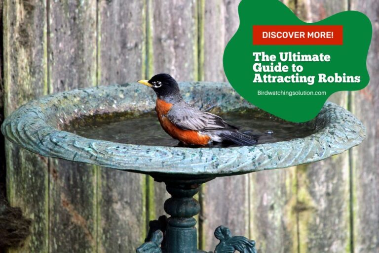 The Ultimate Guide to Attracting Robins to Your Yard