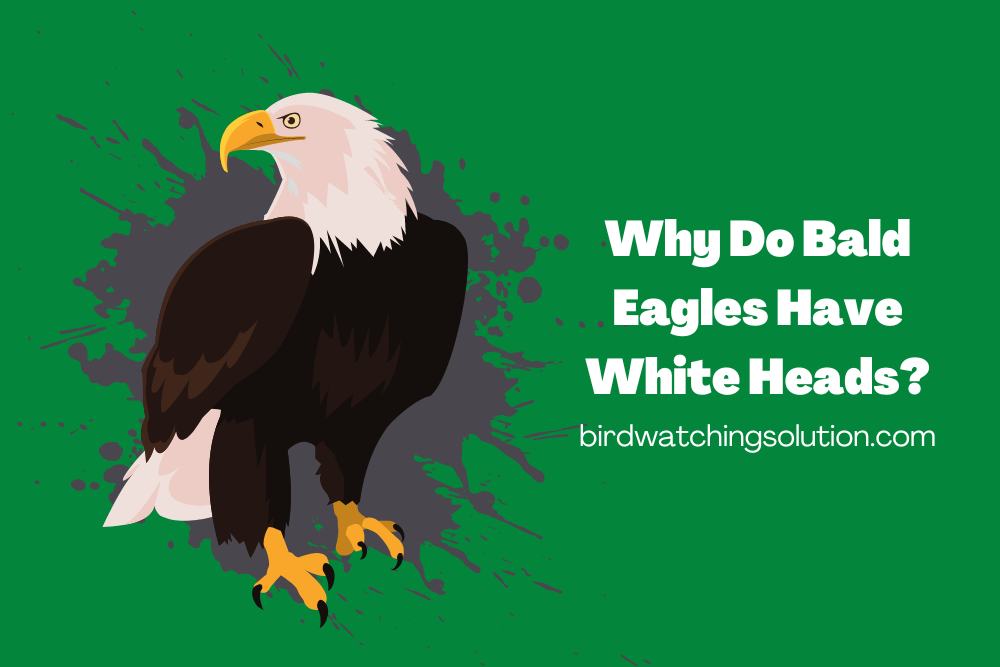 Why Do Bald Eagles Have White Heads