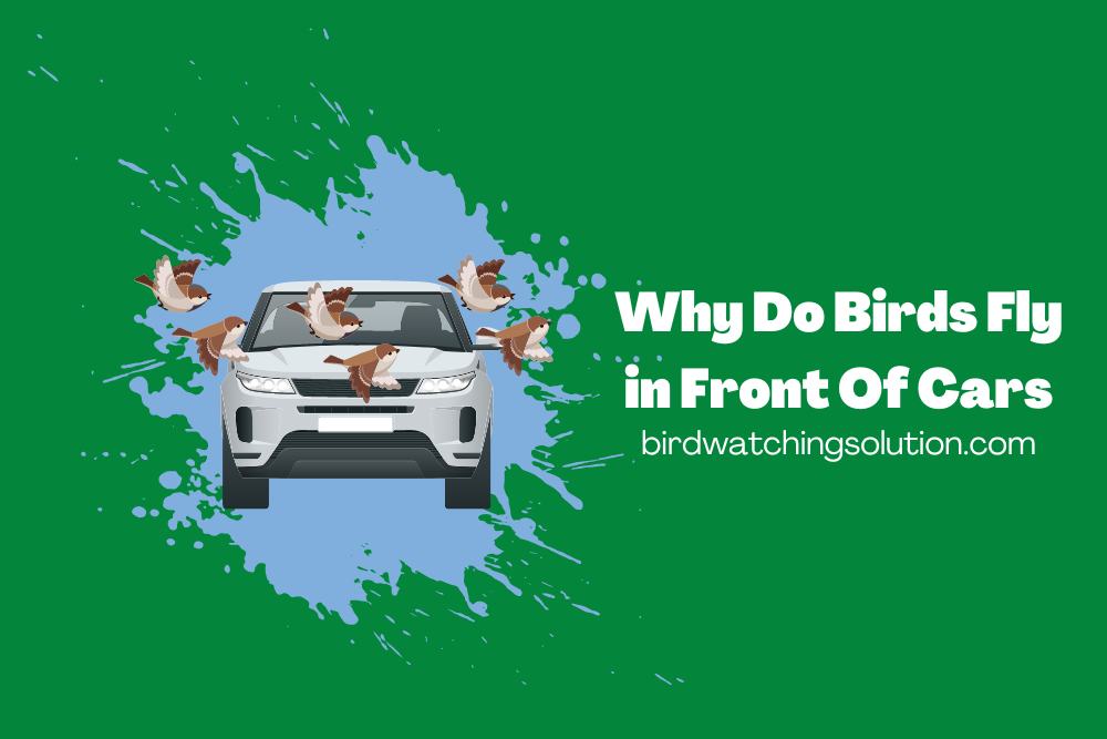 Why Do Birds Fly in Front Of Cars