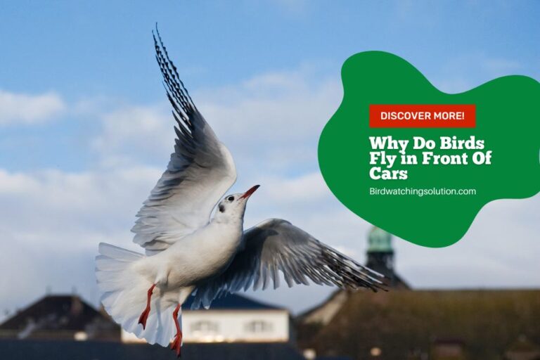 Why Do Birds Fly in Front Of Cars: Exploring the Reasons!