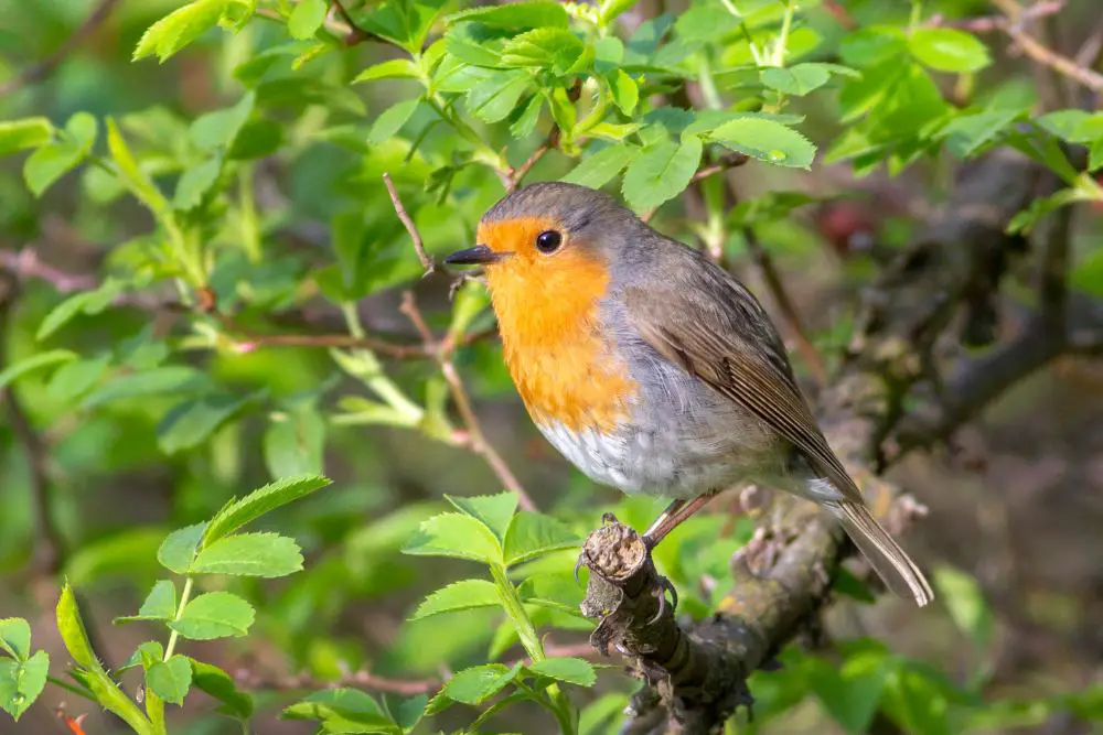 a cute robin bird sitting on a tree branch