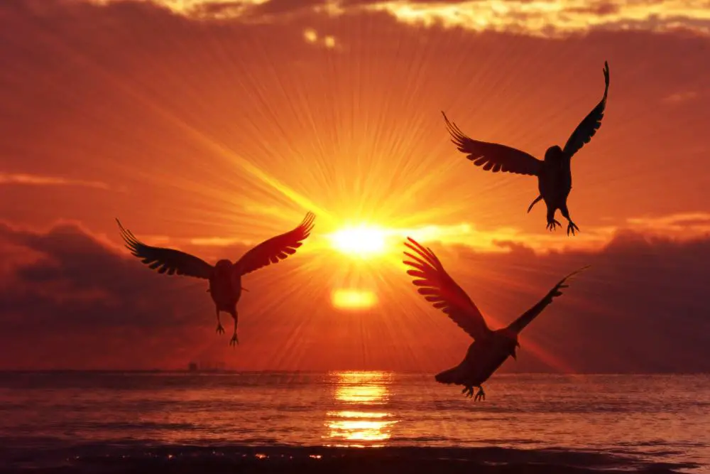 three birds flying in the sunset