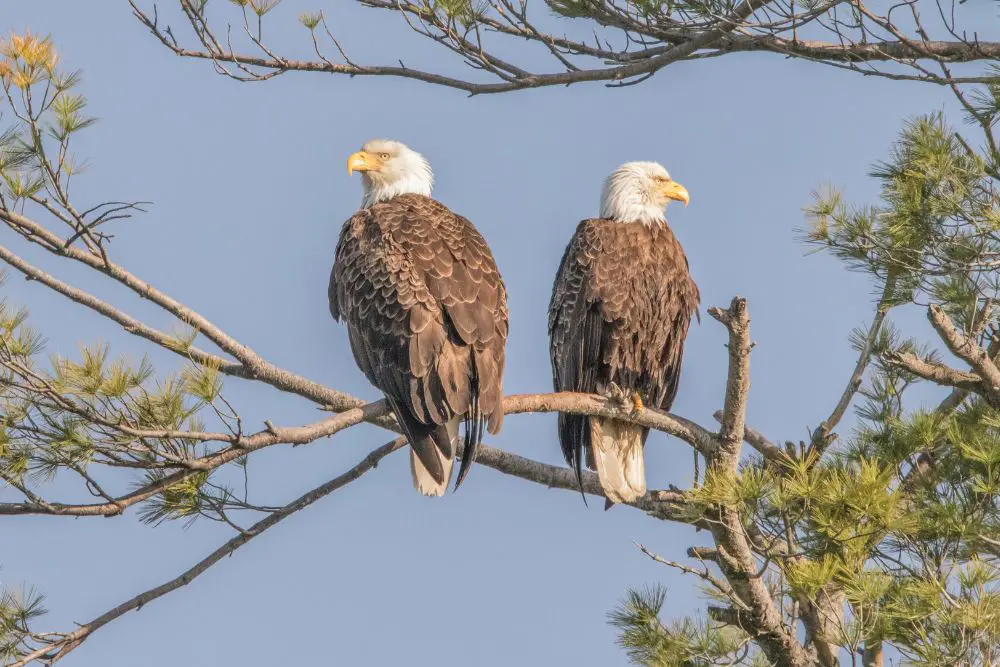 A Pair of bald eagles