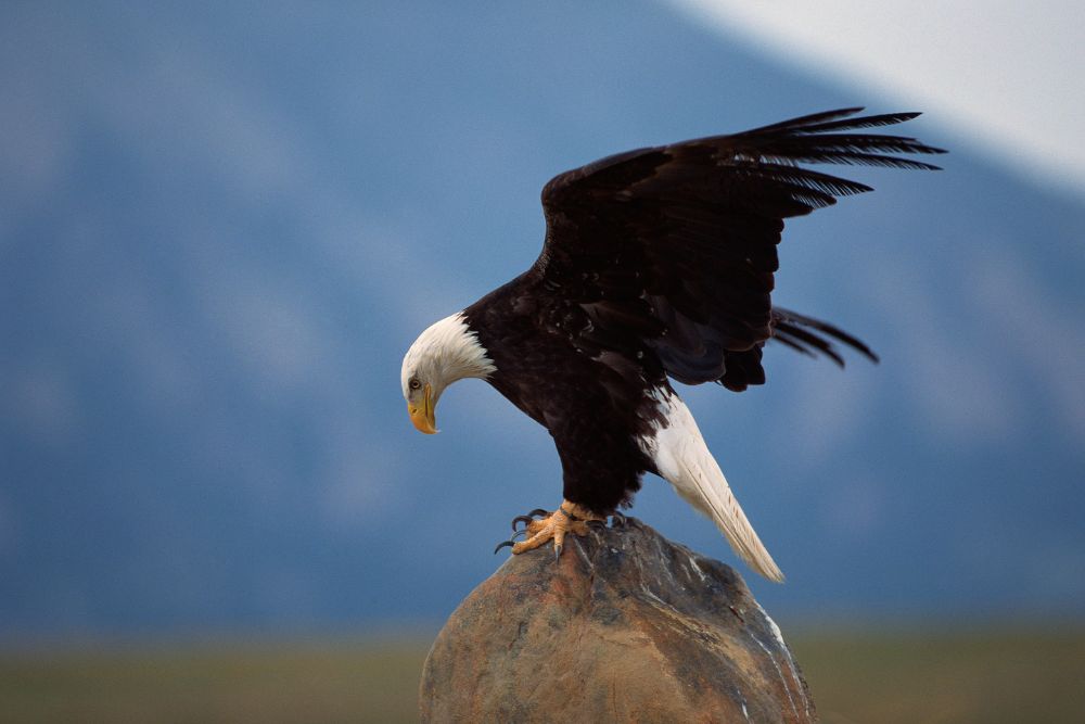 A bald eagle landing on a rock