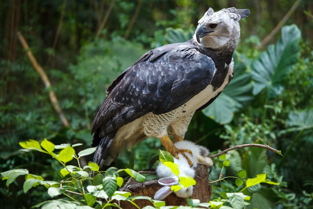 A cool harpy eagle with its prey