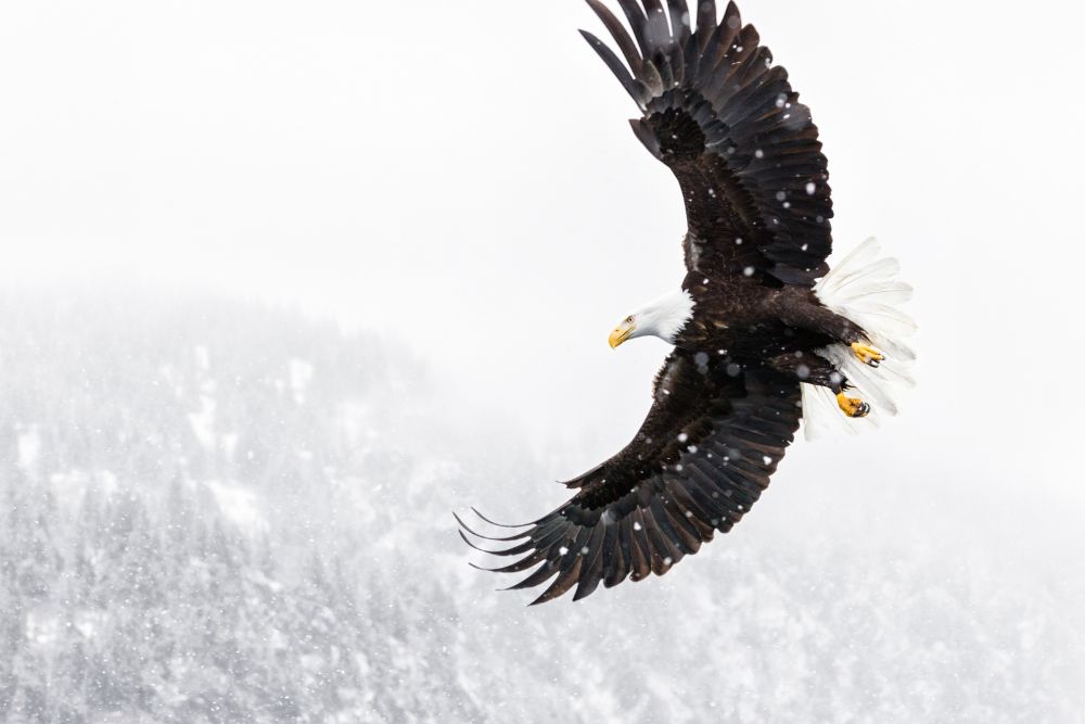 A mighty bald eagle flying high in the cold winters