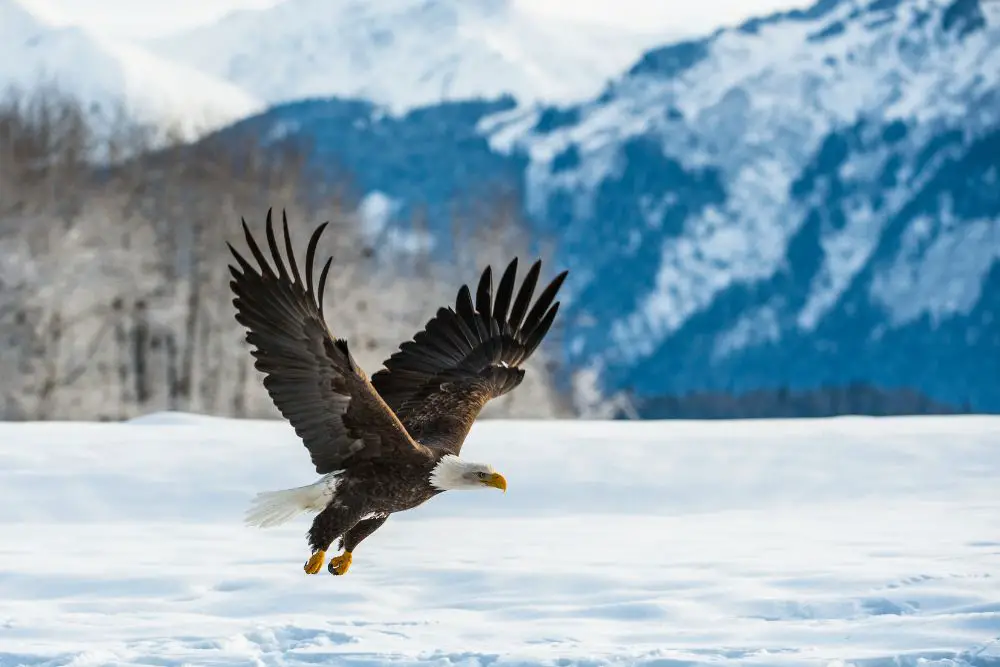 A bald eagle searching for food in the cold Alaskan winters