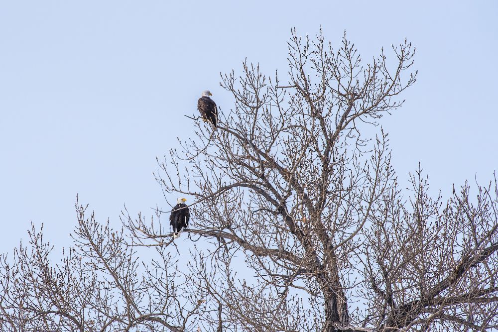Bald eagles perching together in the tree 