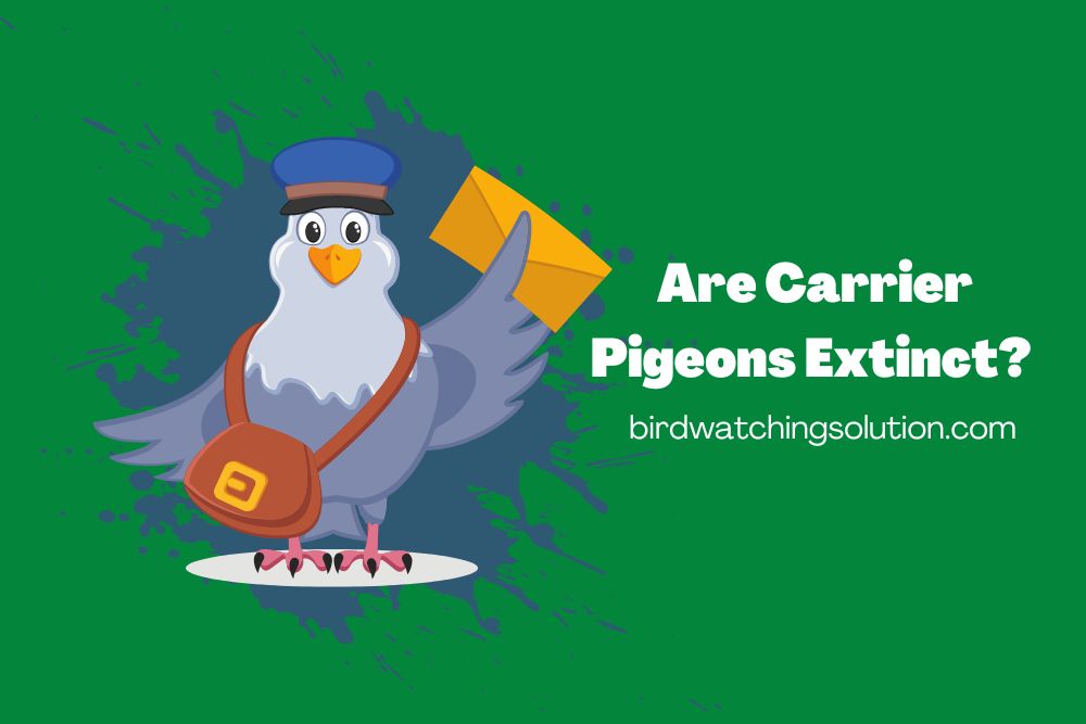 Are Carrier Pigeons Extinct (2)
