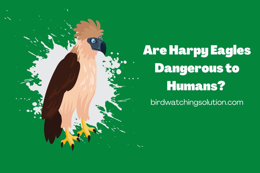 Are Harpy Eagles Dangerous to Humans (2)