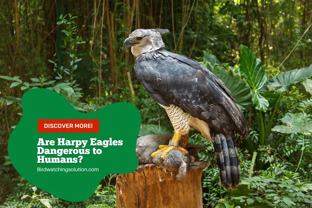 Are Harpy Eagles Dangerous to Humans? Facts Revealed - Birdwatching ...