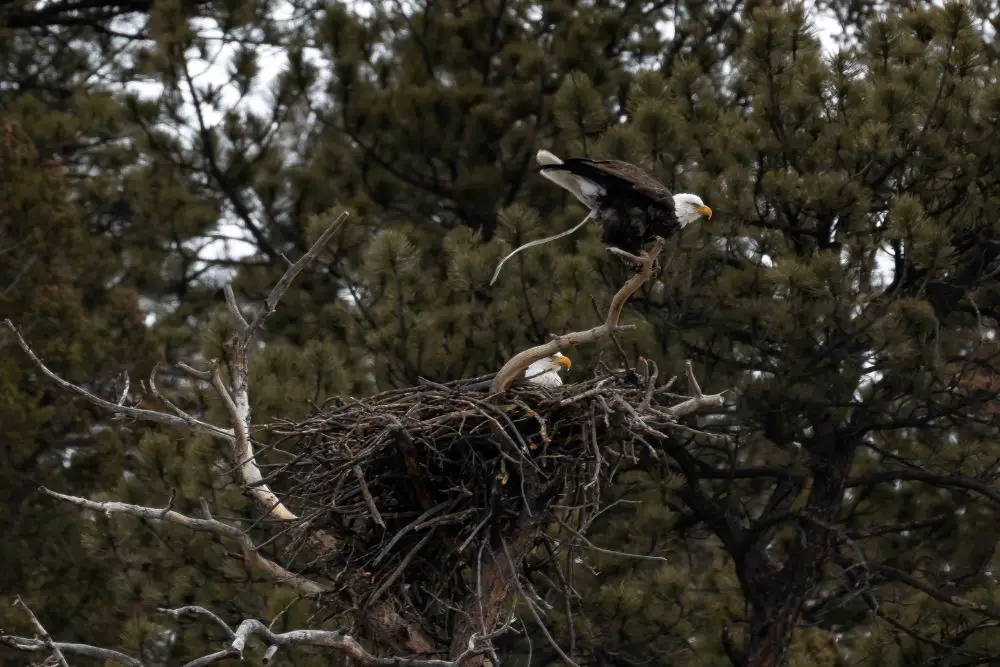 Bald eagles mating in the nest