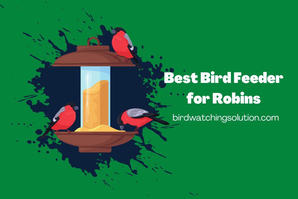 Best Bird Feeder for Robins (2)