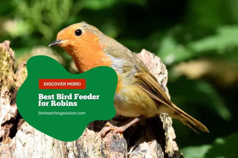 Best Bird Feeder for Robins: Everything You Need to Know
