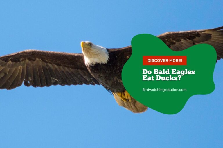 Do Bald Eagles Eat Ducks? Facts and Behaviors of Bald Eagles