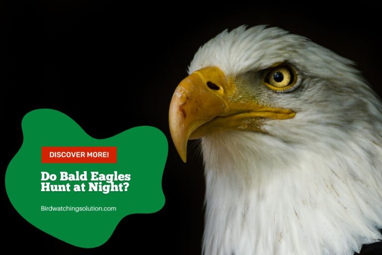 Do Bald Eagles Hunt at Night? A Clear Answer