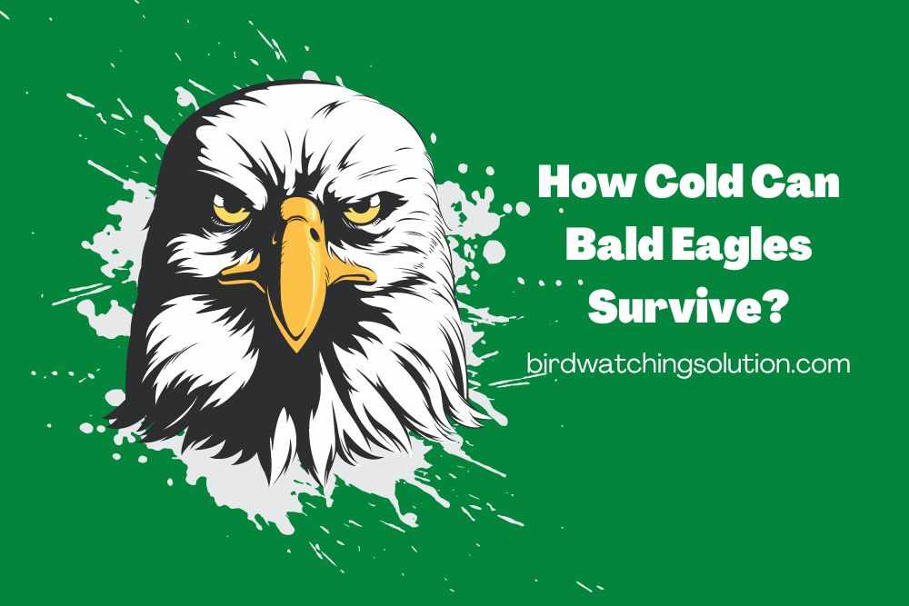 How Cold Can Bald Eagles Survive (2)