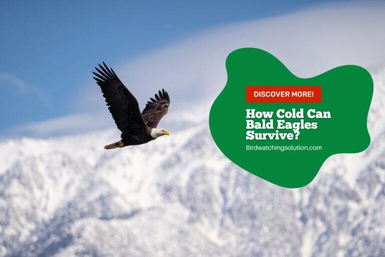 How Cold Can Bald Eagles Survive? – Surviving the Chill