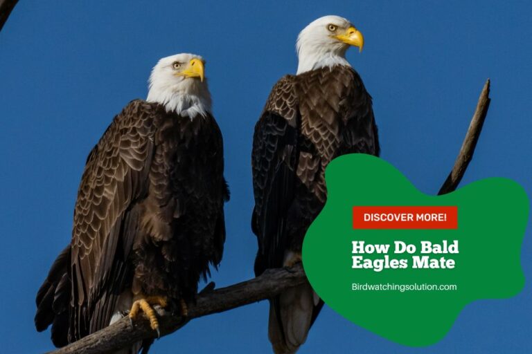 How Do Bald Eagles Mate: A Detailed Guide to Eagle Reproduction