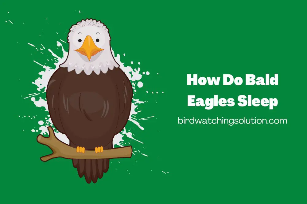 How Do Bald Eagles Sleep (2)