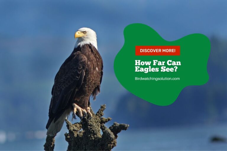 How Far Can Eagles See? Unravel the Secrets of Eagle Vision