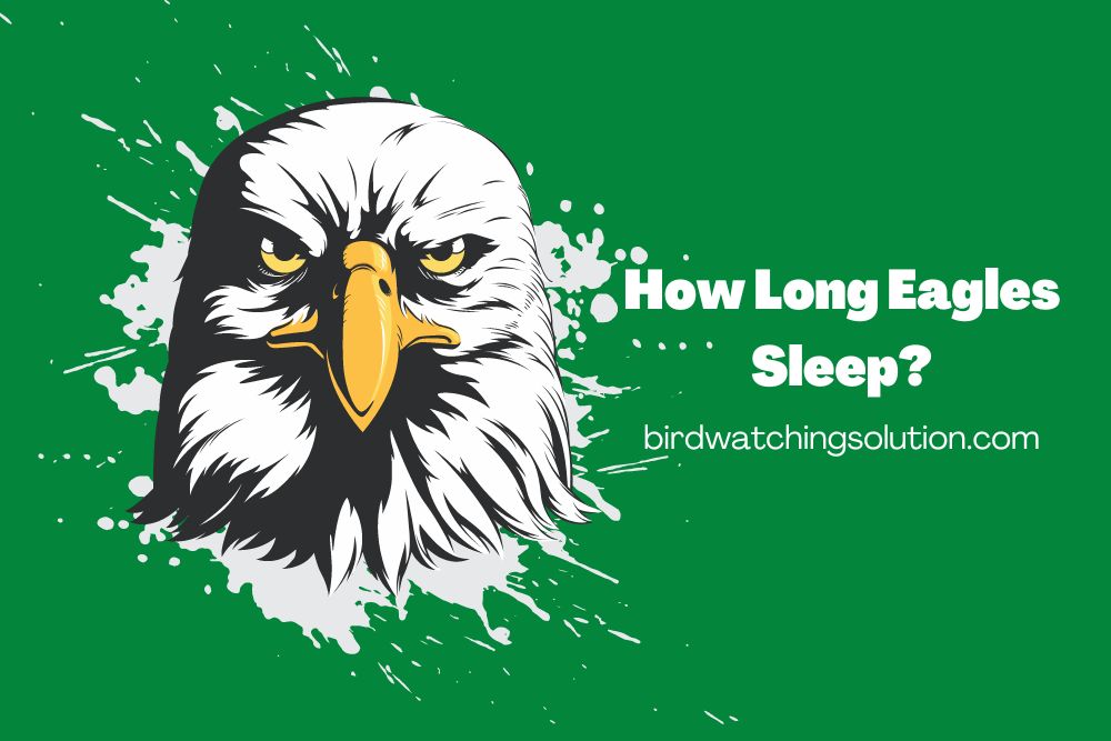 How Long Eagles Sleep (2)