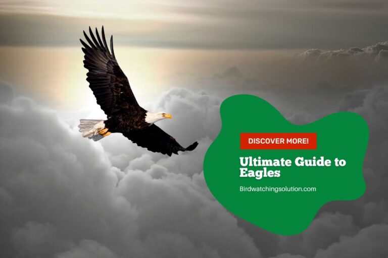 Ultimate Guide to Eagles: Everything You Need to Know