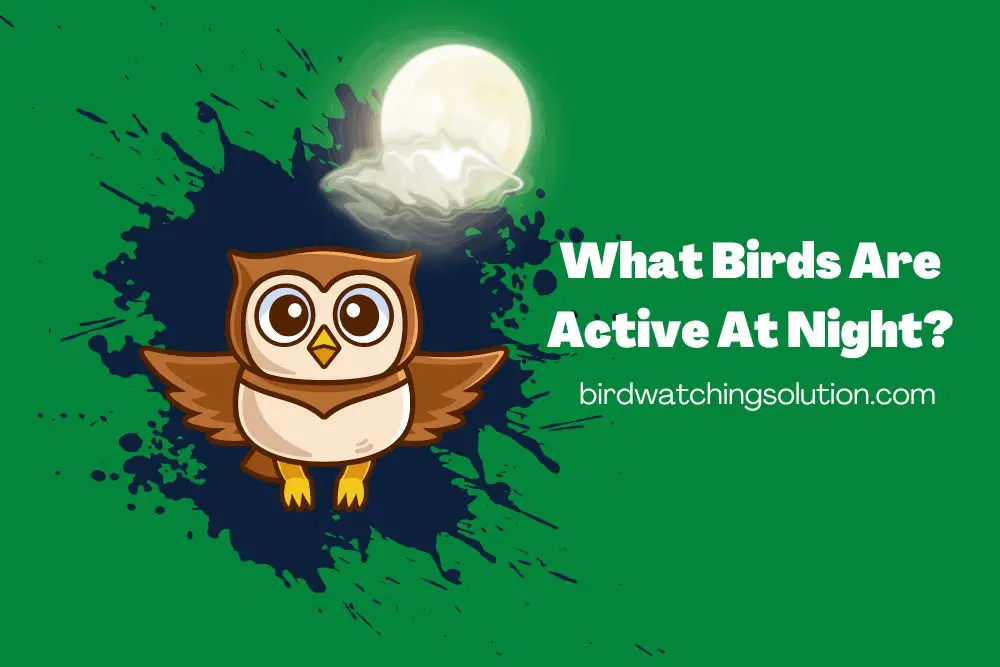 What Birds Are Active At Night (2)