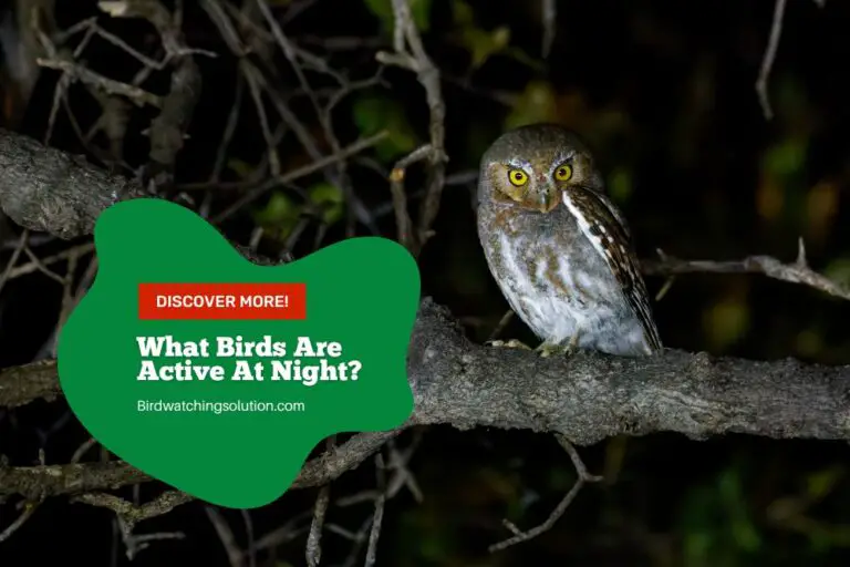 What Birds Are Active At Night? – 13 Nocturnal Birds