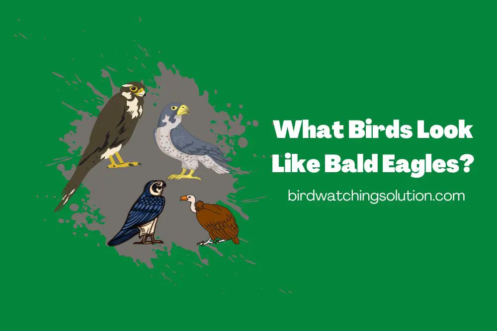 What Birds Look Like Bald Eagles