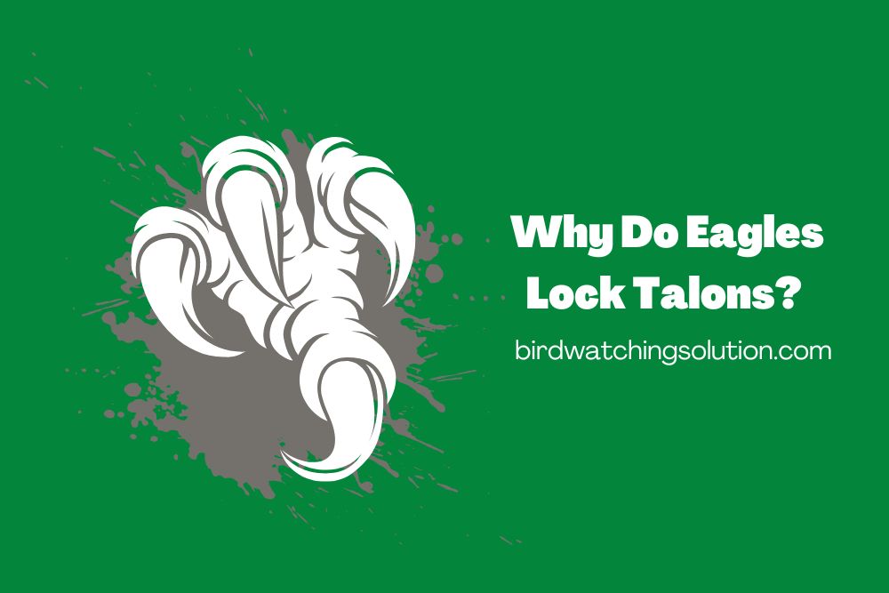 Why Do Eagles Lock Talons (2)