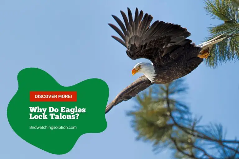 Why Do Eagles Lock Talons? Uncover the Truth