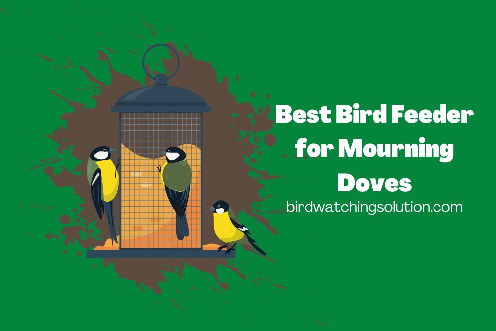Bird Feeder for Mourning Doves (2)