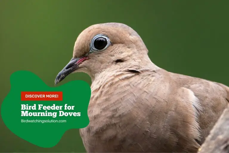 Bird Feeder for Mourning Doves