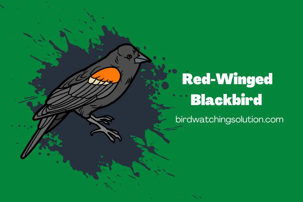 Red-Winged Blackbird (2)