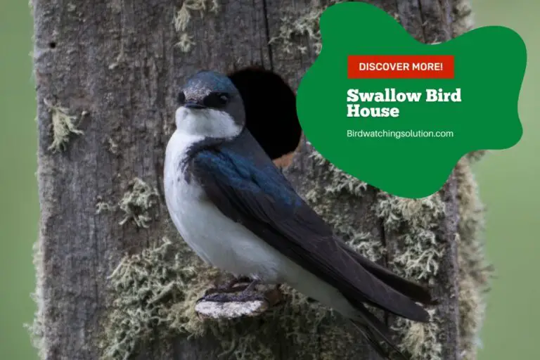 Swallow Bird House: Create a Home for Your Feathered Friends